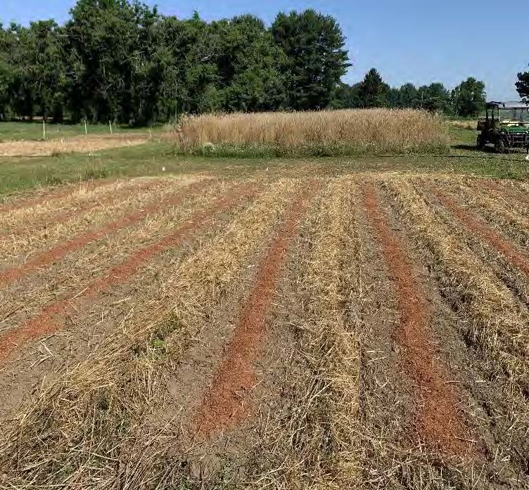 UMF Cover Crop image 1