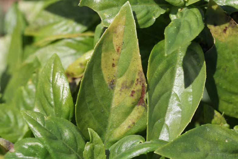 UMF Leslie Fig 4 yellowing of leaves