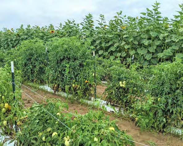 UMF Tomato image 1
