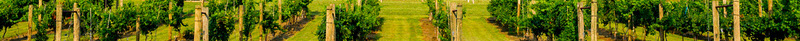 WMREC Divider image