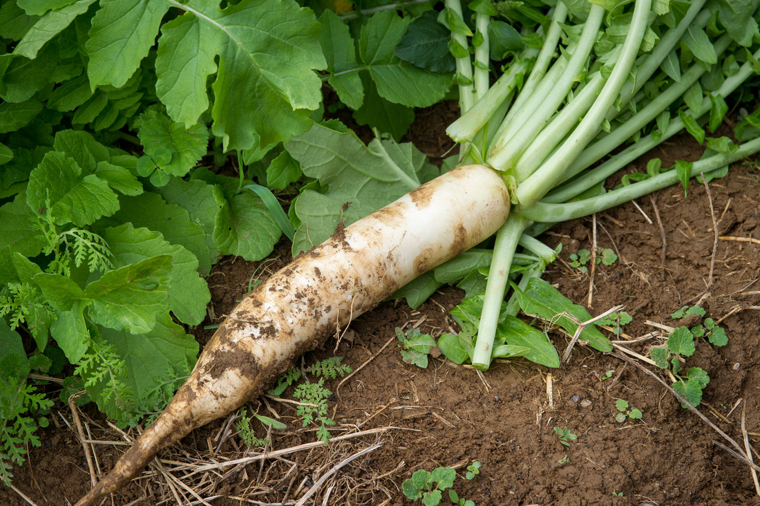Cover crops