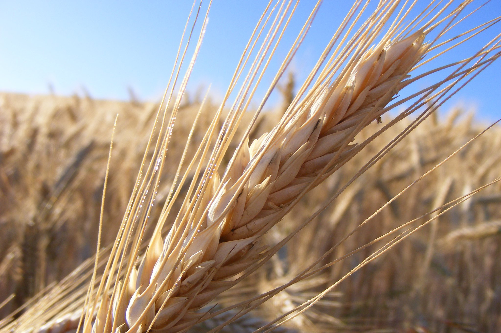 Wheat