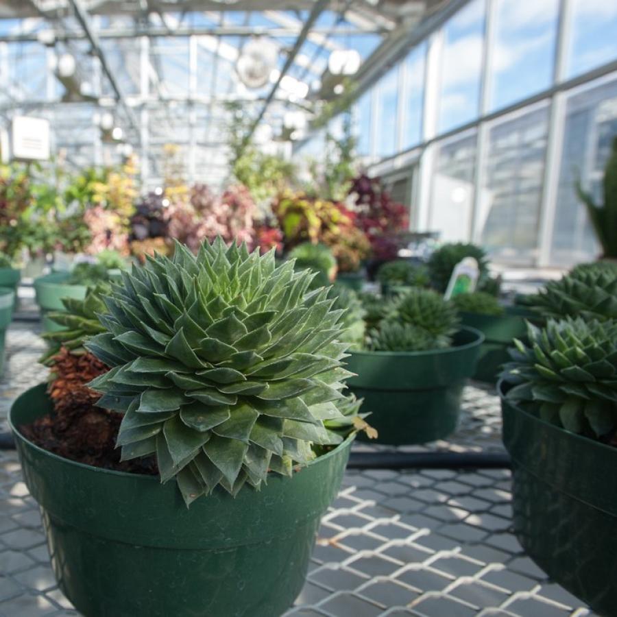 Plants