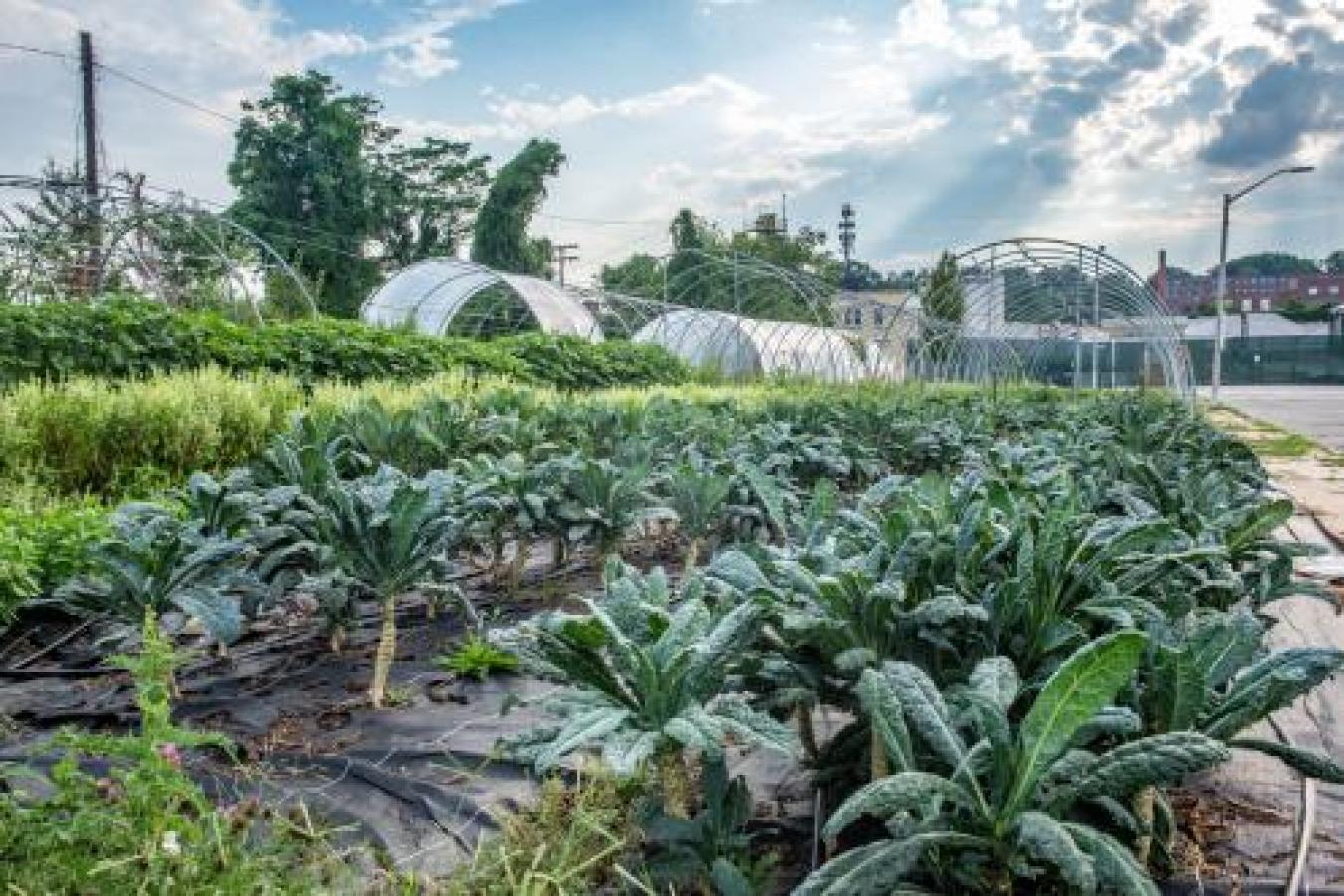 Urban Ag 