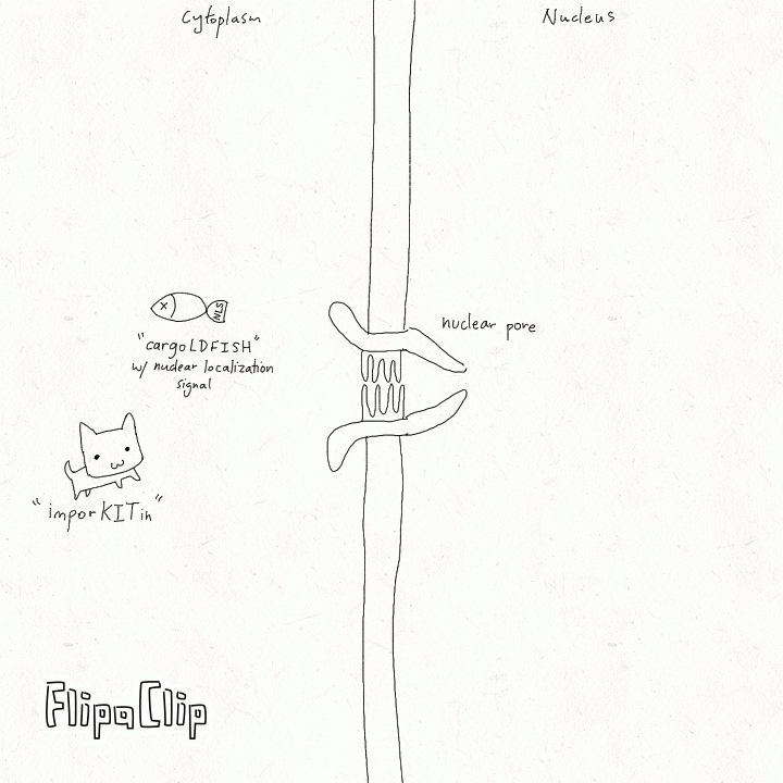 Cat carrying fish through a gate to clarify nuclear transport