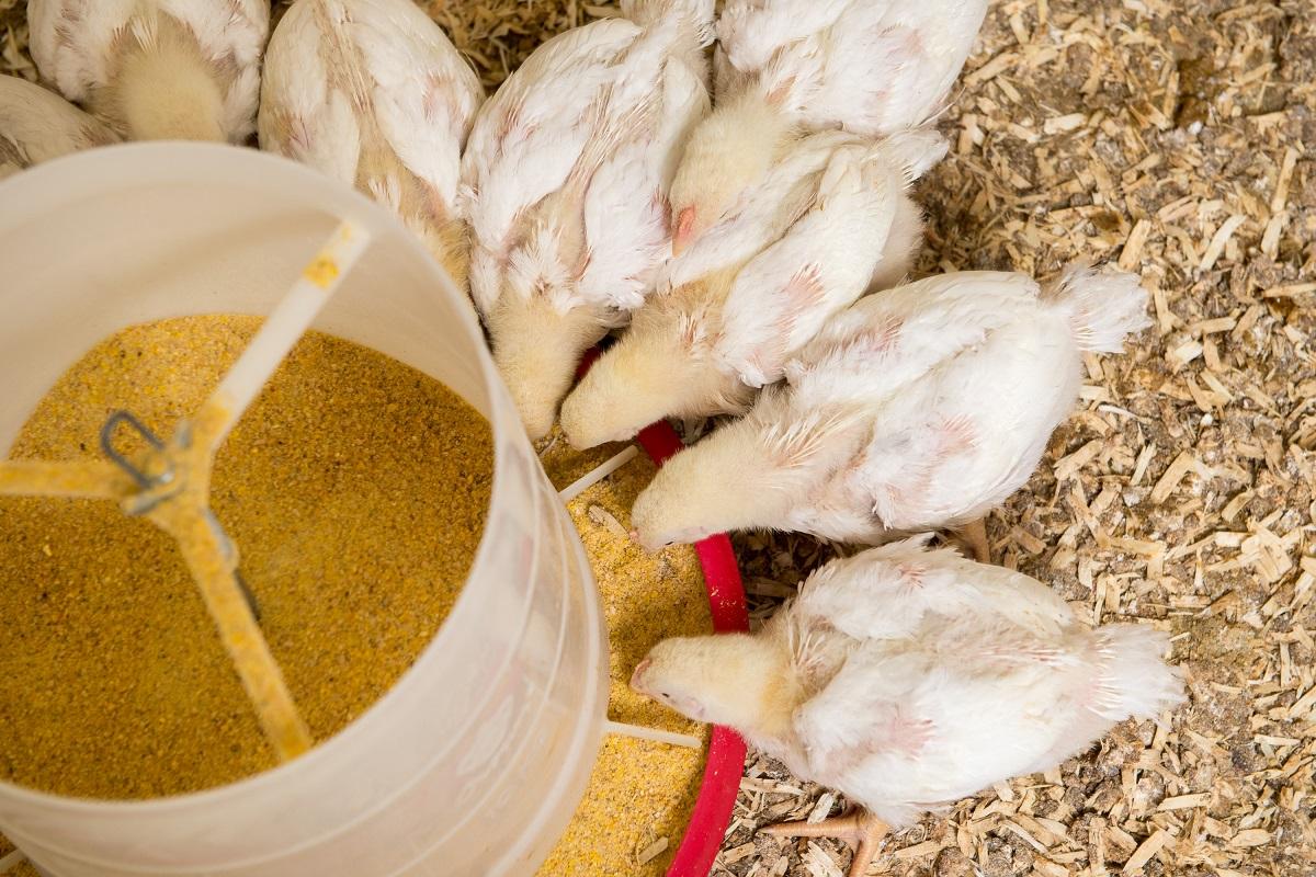 Young chickens feeding