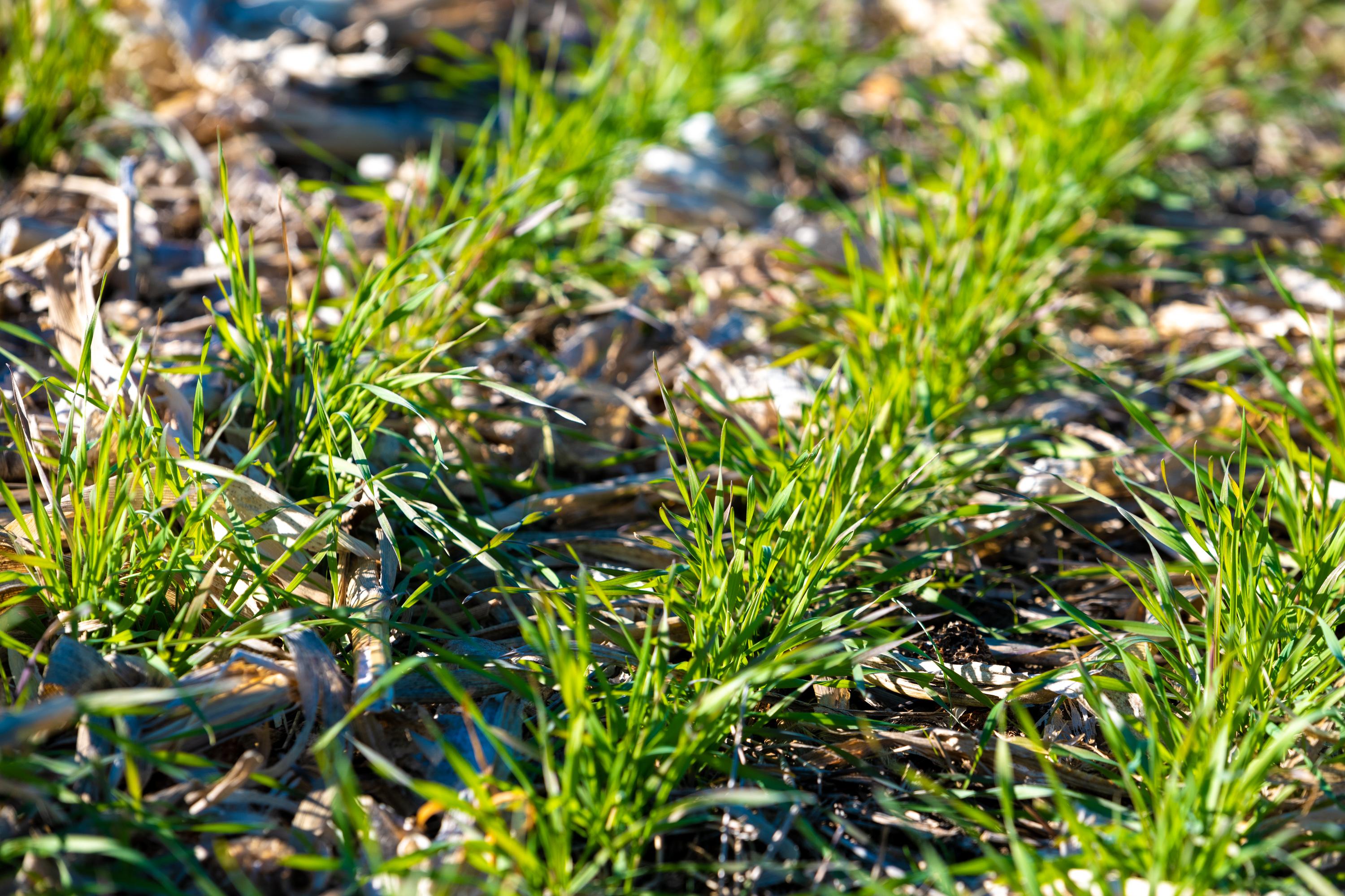 Cover crops