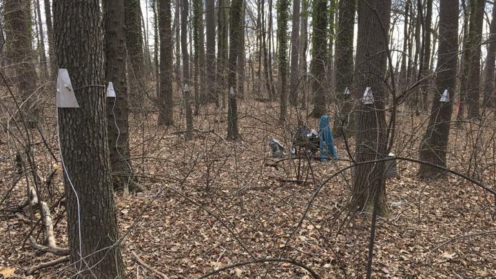 Small metal instruments attached to tree trunks. 