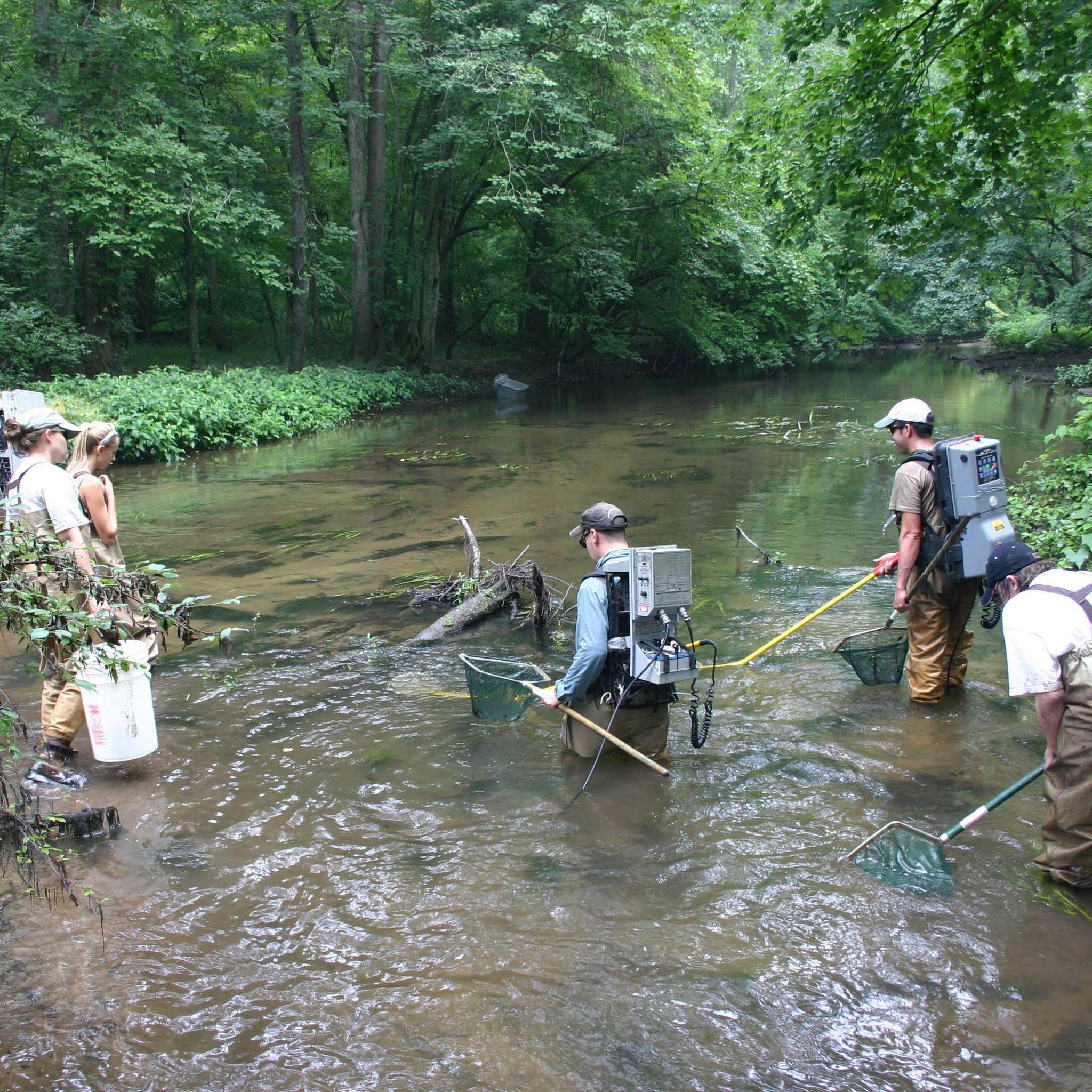 Students standing in a stream with equipment including nets and buckets