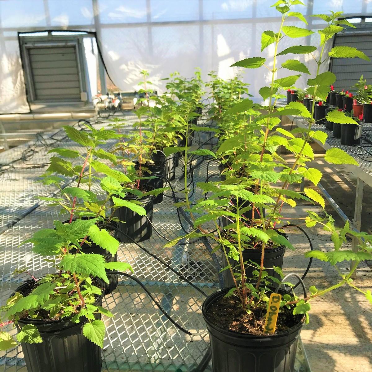 Mature nettles growing at the greenhouse