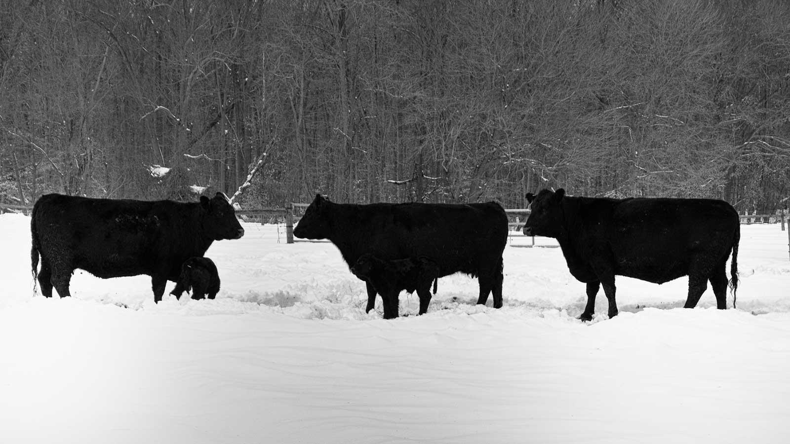 Research at Wye Angus