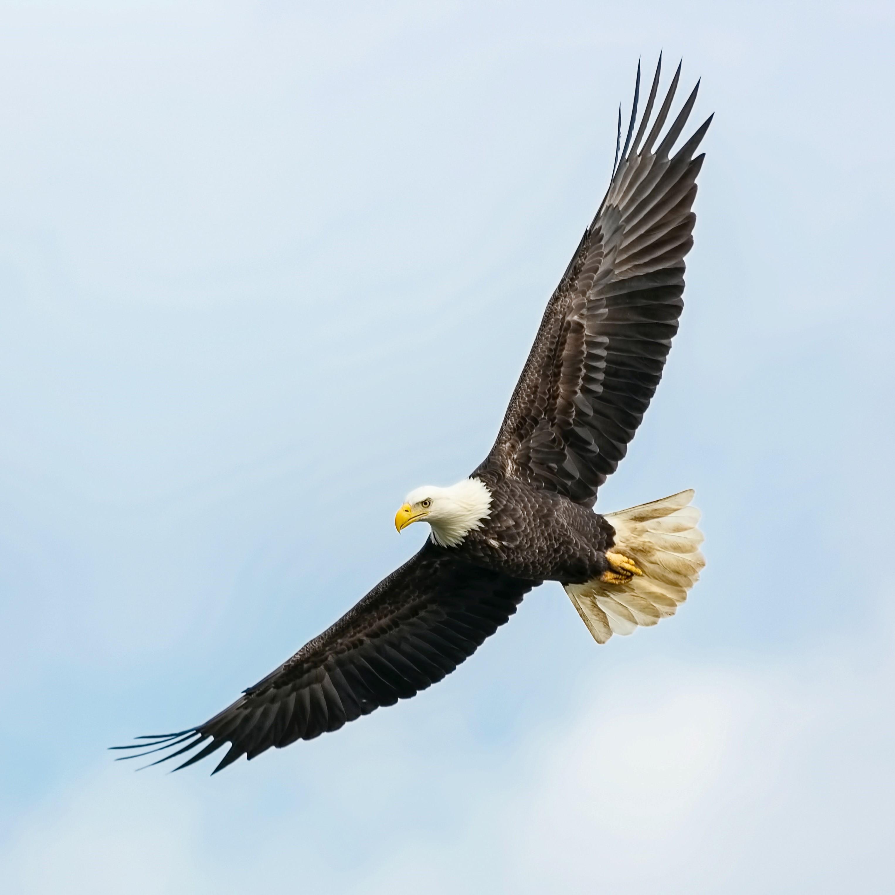 Bald eagle