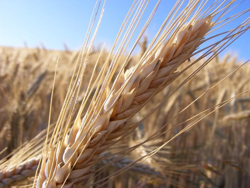 triticale