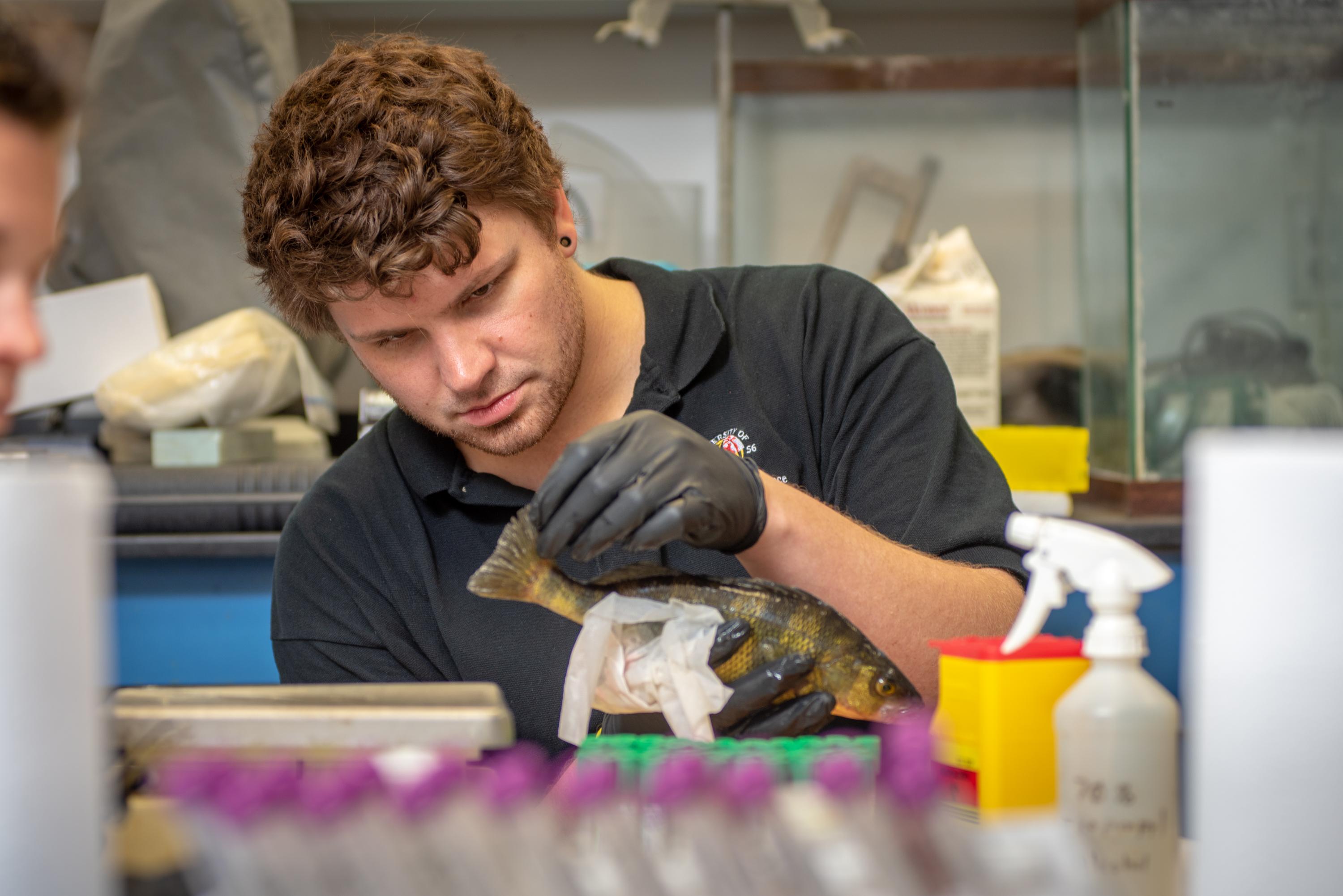 Alex MacLeod examining a yellow perch sample