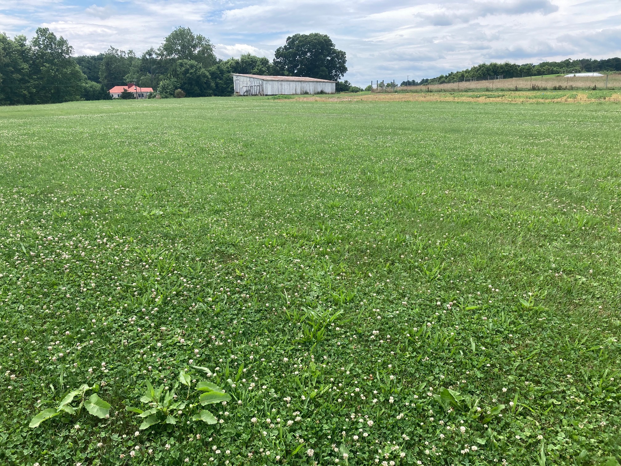 Weeds in turfgrass