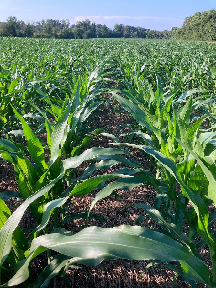 Agronomy