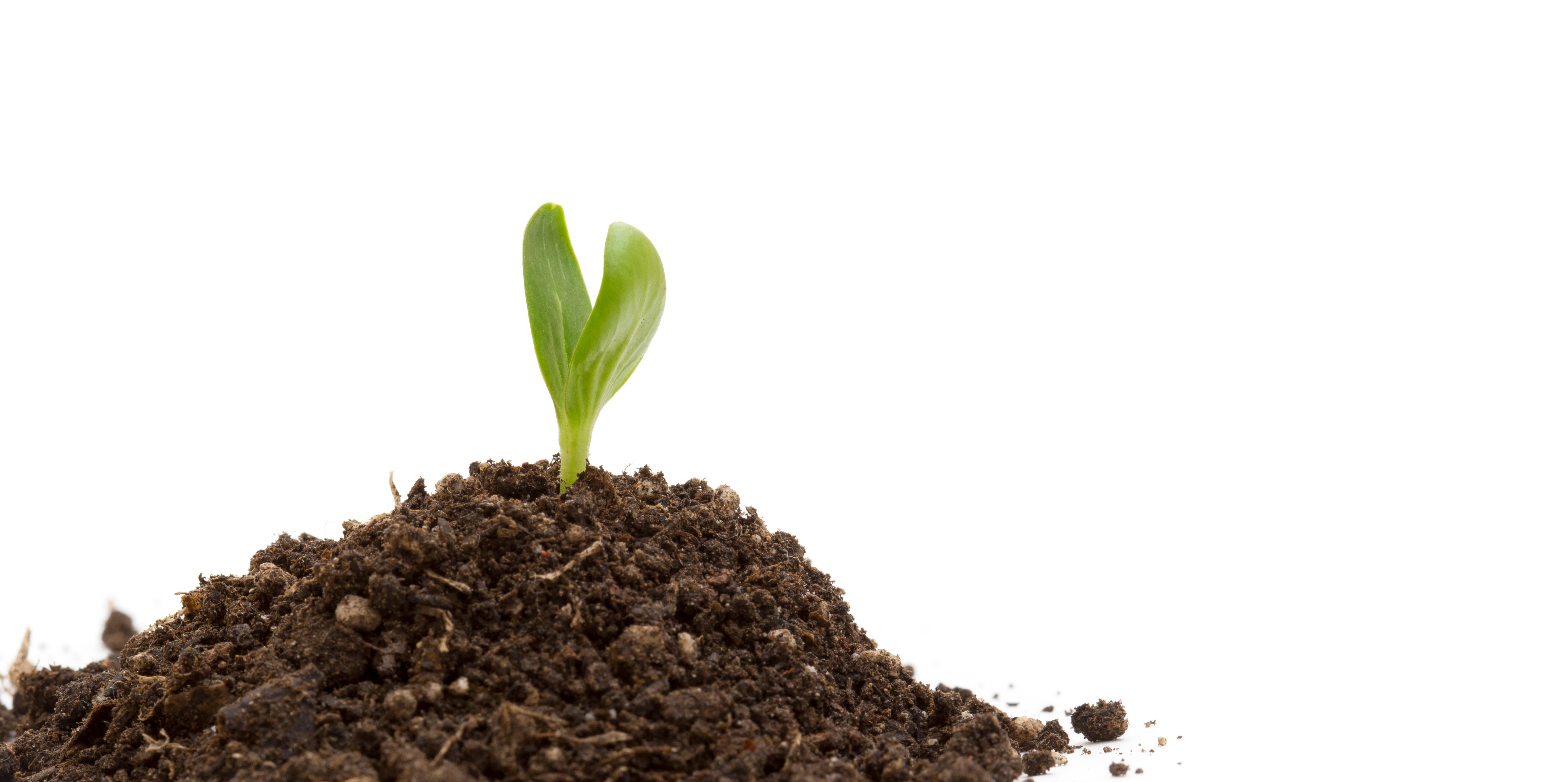 plant in pile of soil