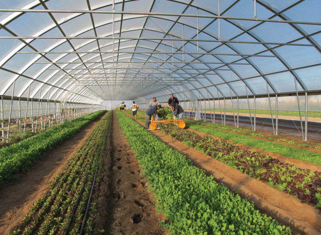 Image of the inside of a high tunnel in production.