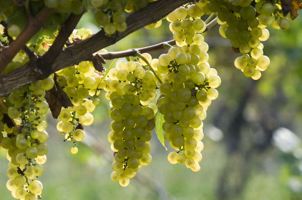 green grapes