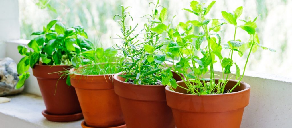 4 different herbs in containers in window