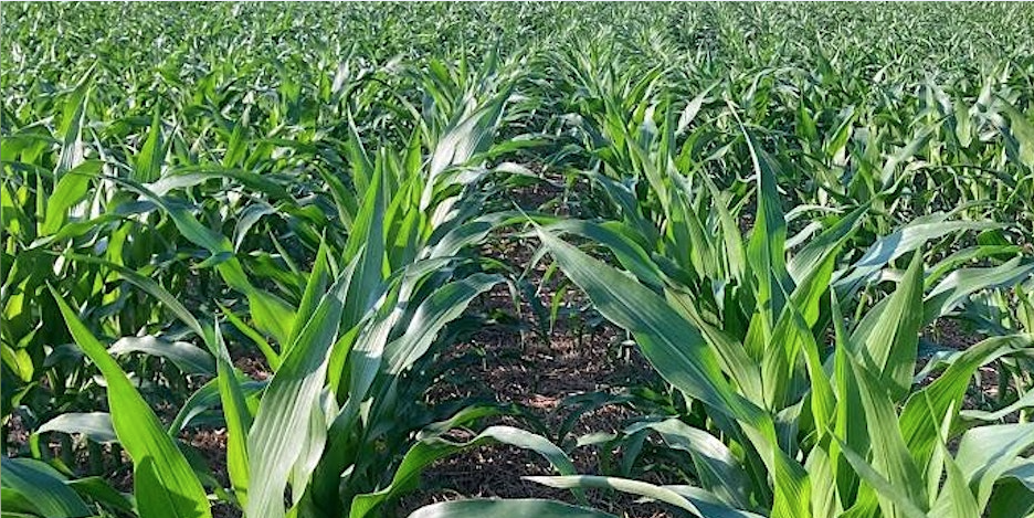 Corn Field