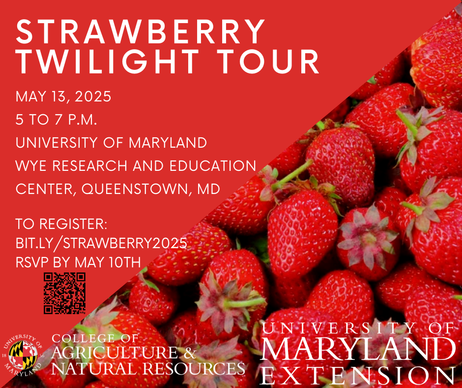 Strawberry Twilight