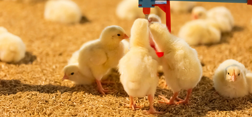 Chicks getting water in a commercial poultry house
