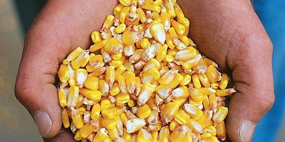 Corn Kernals