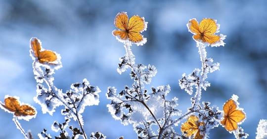 Frozen plant