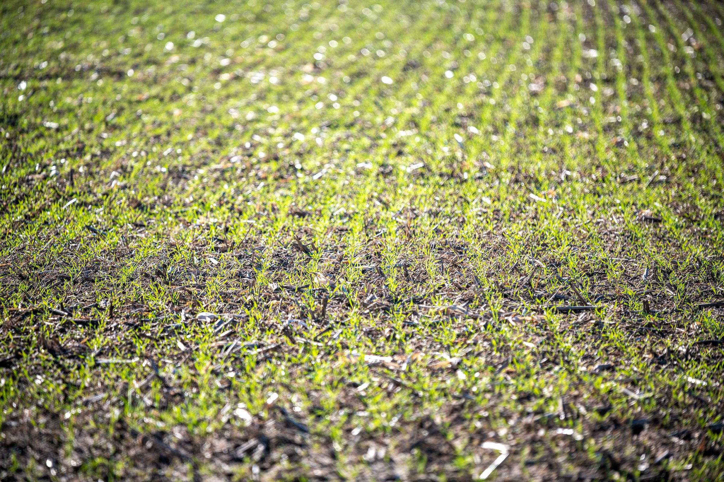 field