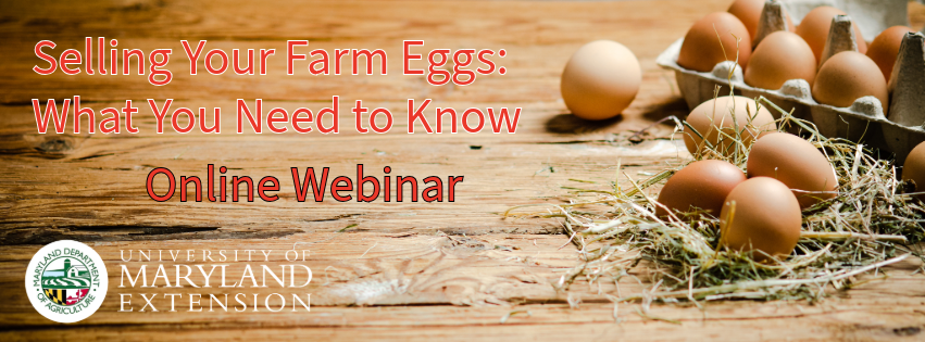 Online Webinar
