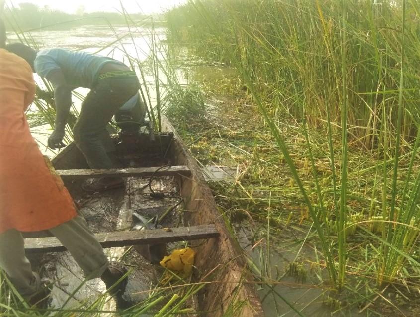 Harvesting Typha