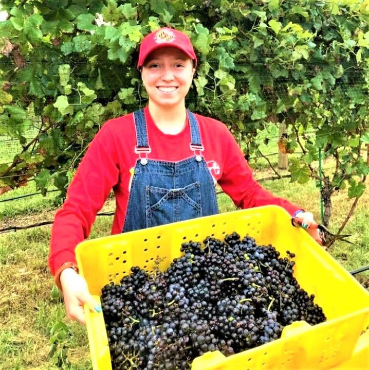 Grape harvest