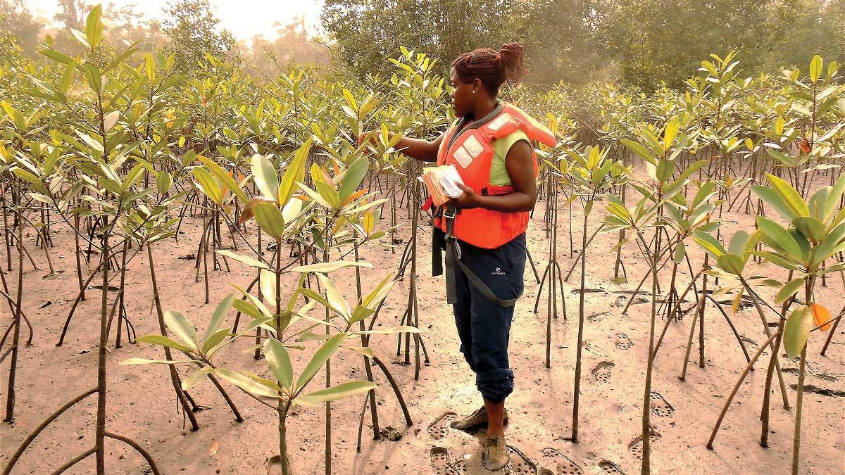 Magdalene Ngeve, researching mangrove genetic diversity along the Wouri River in Cameroon.