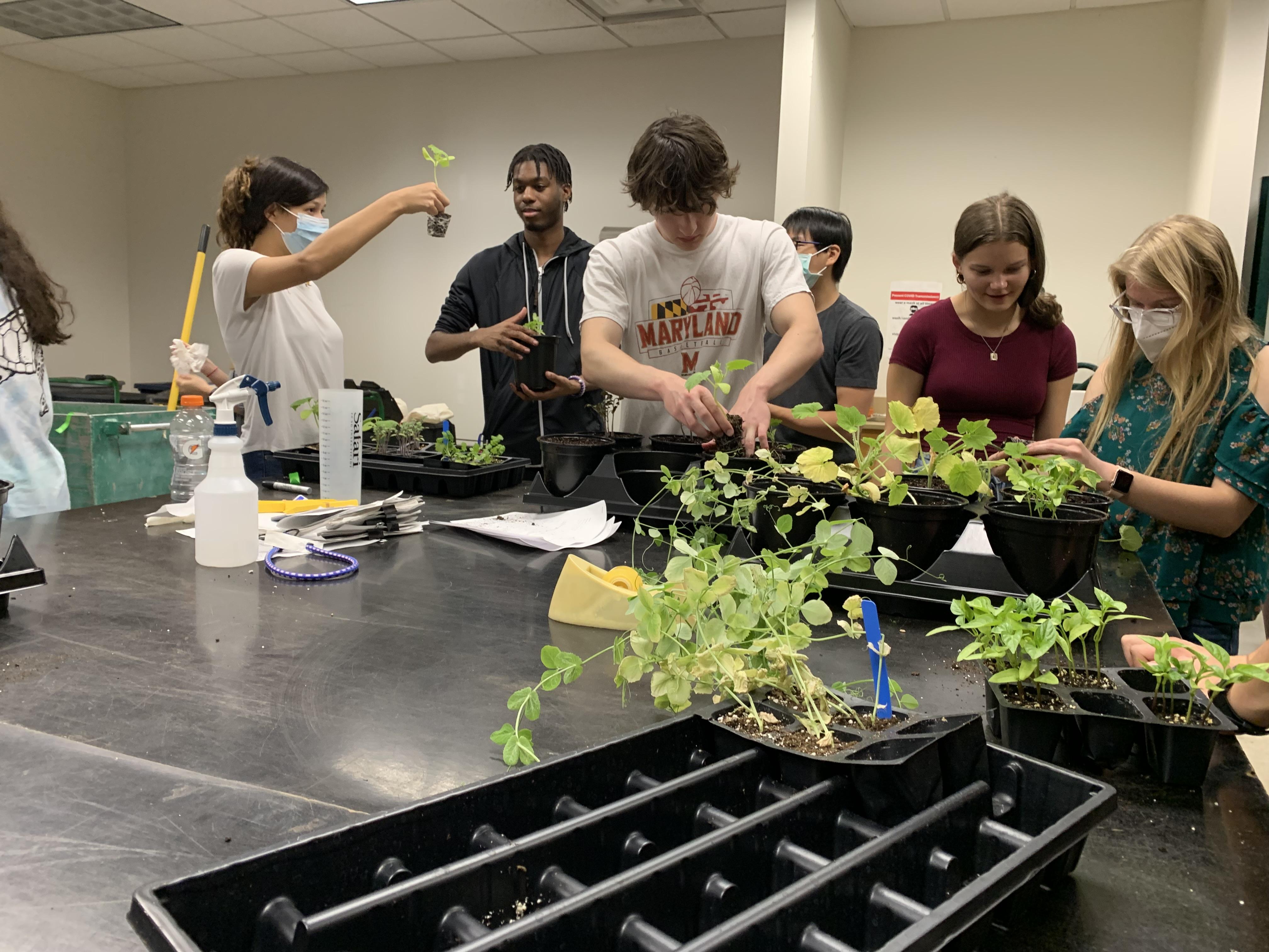 Honors class planting vegetables in the the greenhouse.