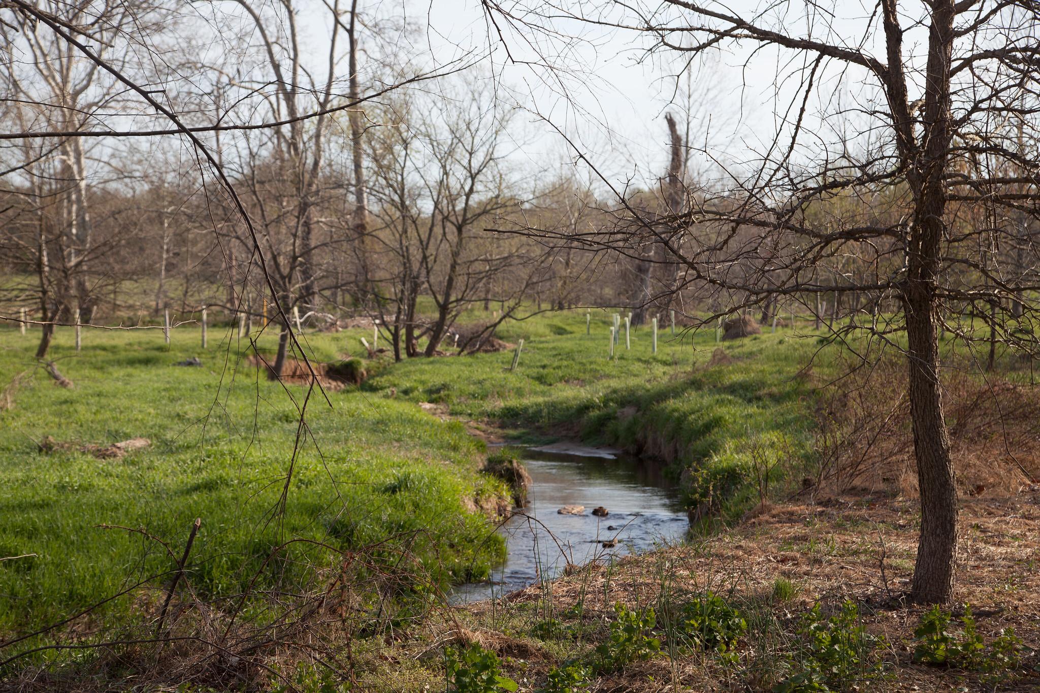 riparian buffer