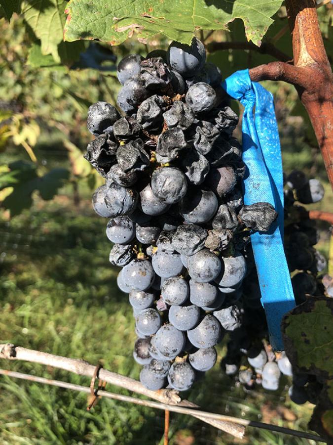 Bunch of purple grapes with many berries whithered.