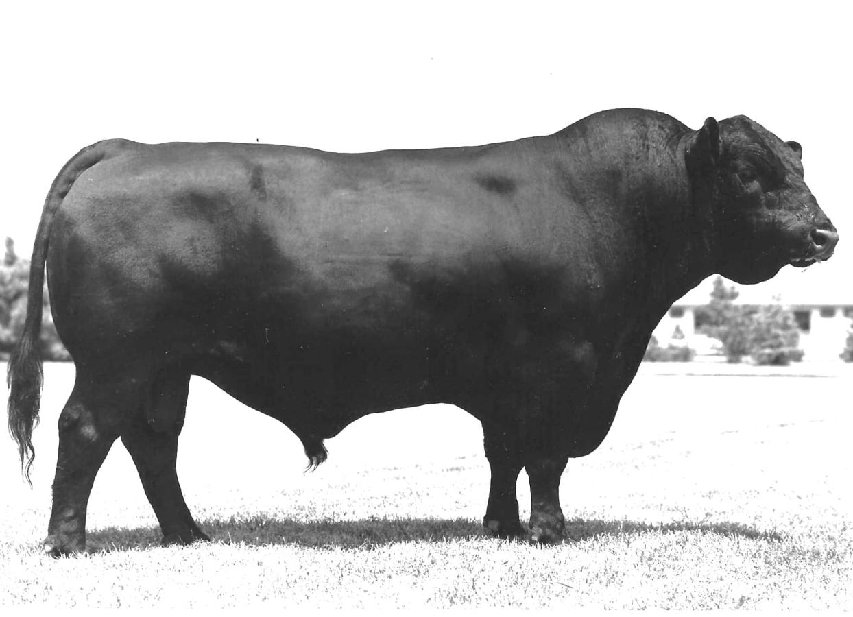 Lodge of the Wye, a large angus bull  stands in a field in a black and white photo.