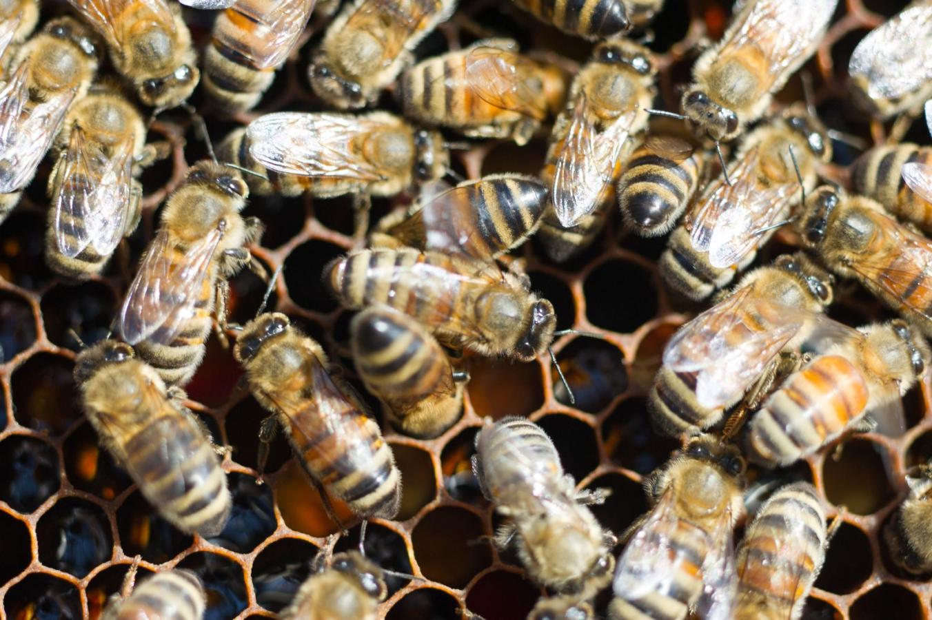 Bees
