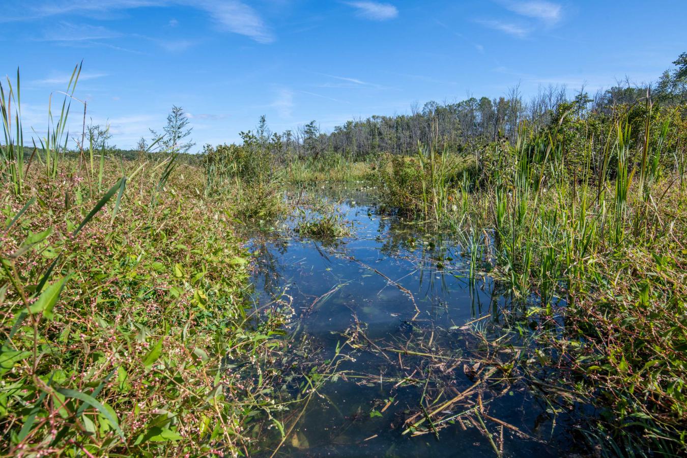 Wetlands